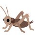 :cricket: :cricket: