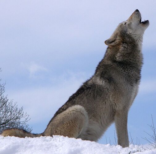 Wolf howling